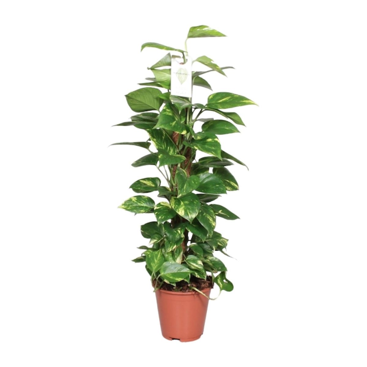 Epipremnum Pinnatum Mosstok 80 cm Scindapsus P 19 H 80 cm - 23176 - PlantenShop24