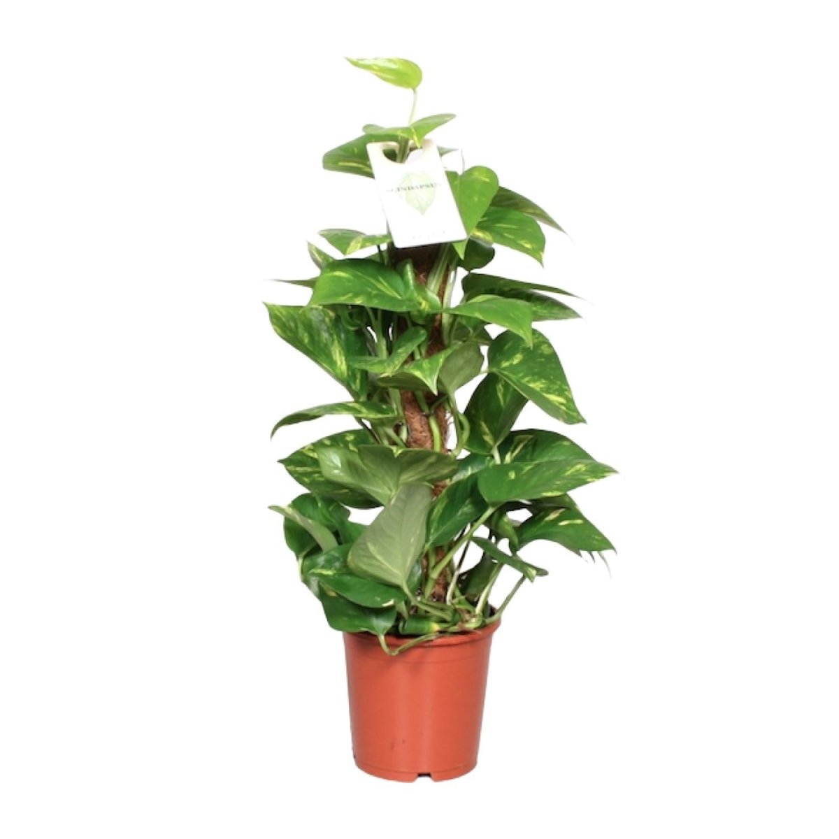 Epipremnum Pinnatum Scindapsus P 15 H 60 cm - 23179 - PlantenShop24