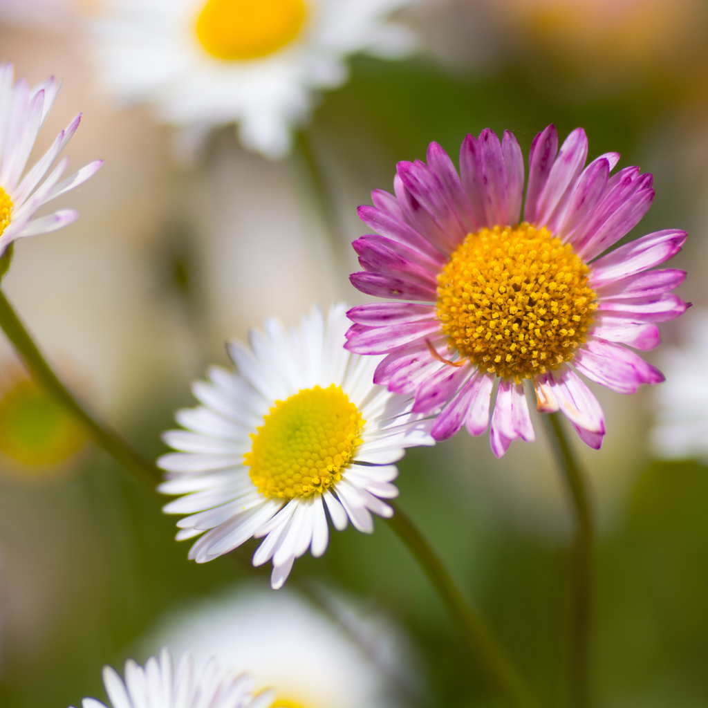 Erigeron karvinskianus potmaat 9 cm hoogte 10 tot 25 cm - 56117 - PlantenShop24
