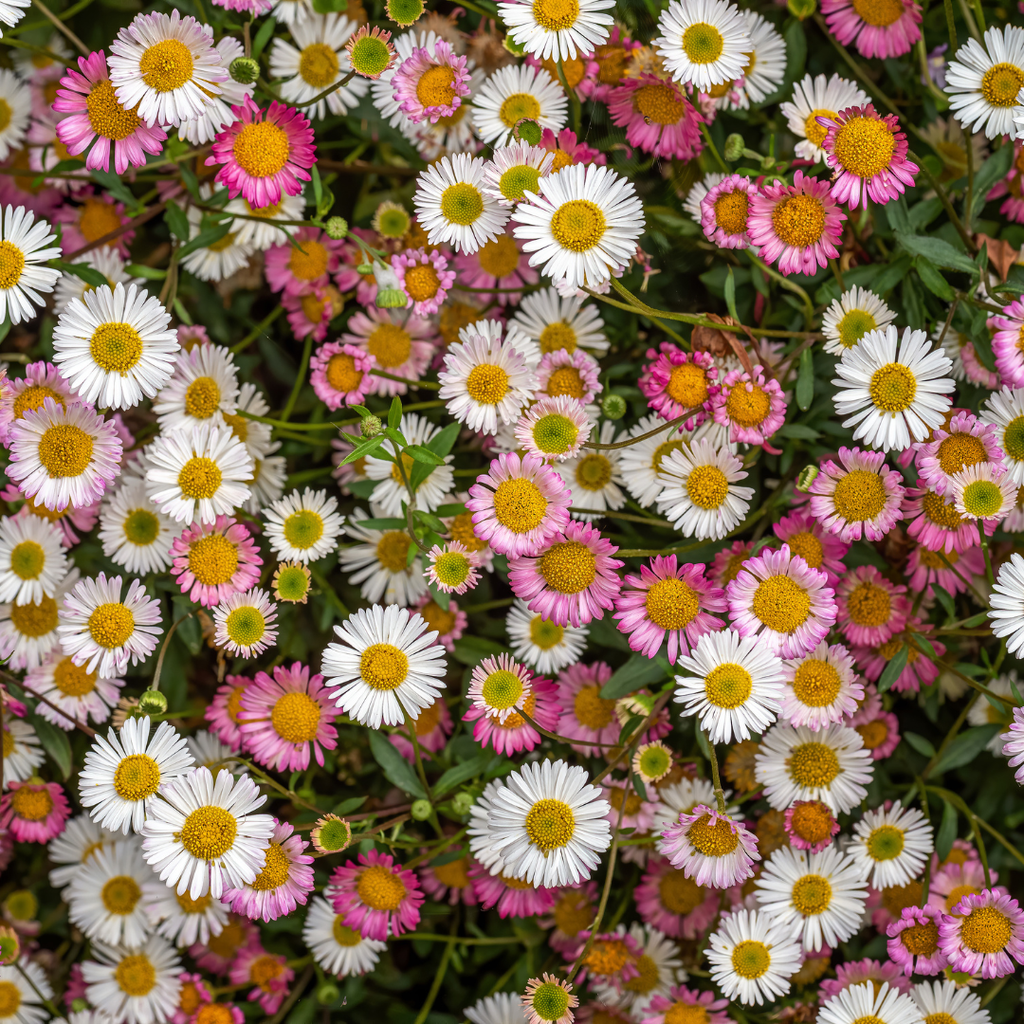 Erigeron karvinskianus potmaat 9 cm hoogte 10 tot 25 cm - 56117 - PlantenShop24