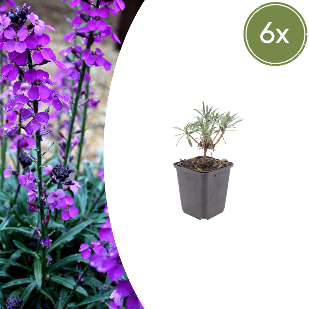 Erysimum 'Bowles' Mauve' potmaat 9 cm hoogte 10 tot 25 cm - 56108 - PlantenShop24