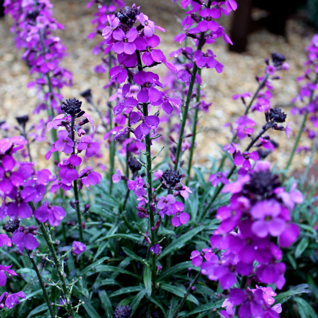 Erysimum 'Bowles' Mauve' potmaat 9 cm hoogte 10 tot 25 cm - 56112 - PlantenShop24