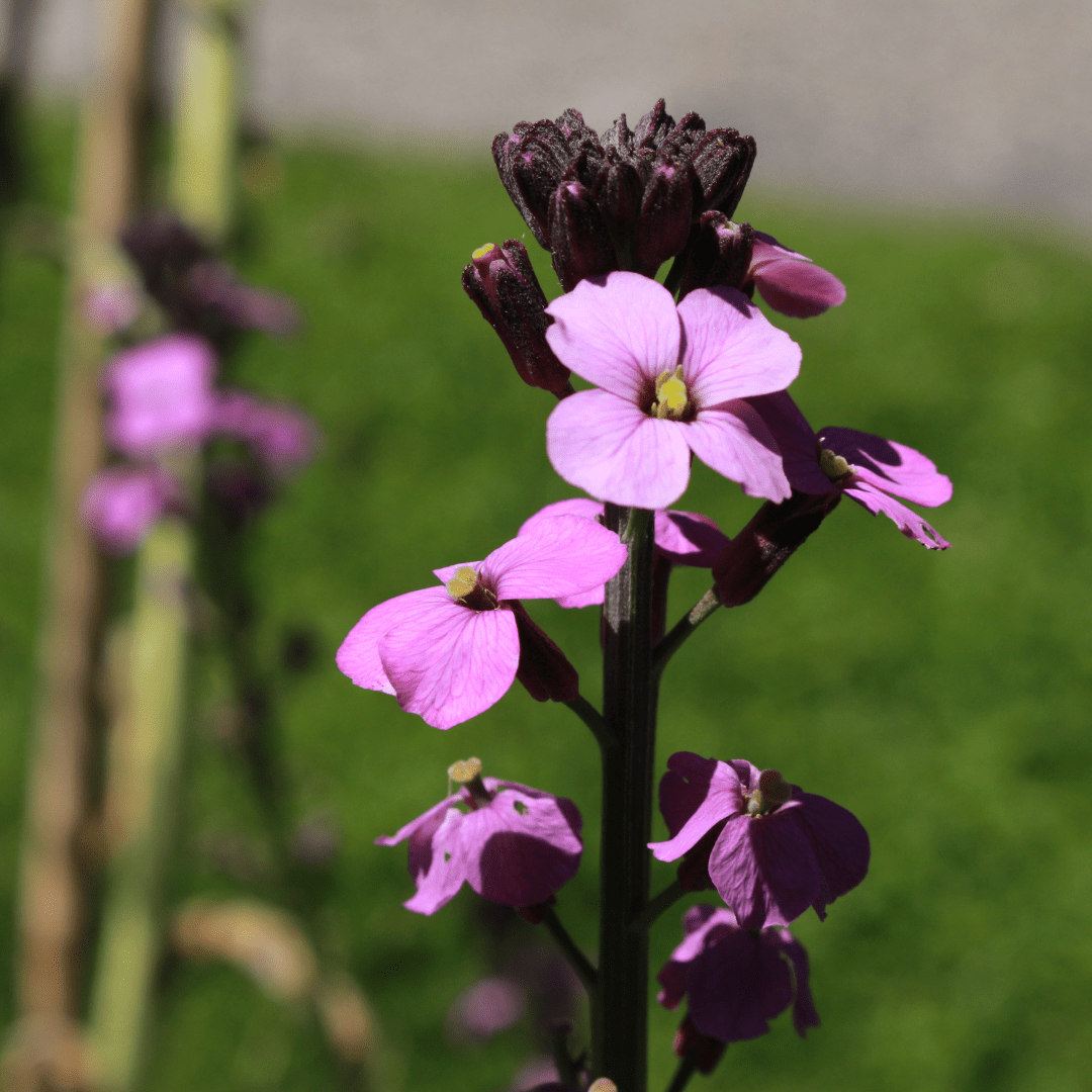 Erysimum 'Bowles' Mauve' potmaat 9 cm hoogte 10 tot 25 cm - 56112 - PlantenShop24