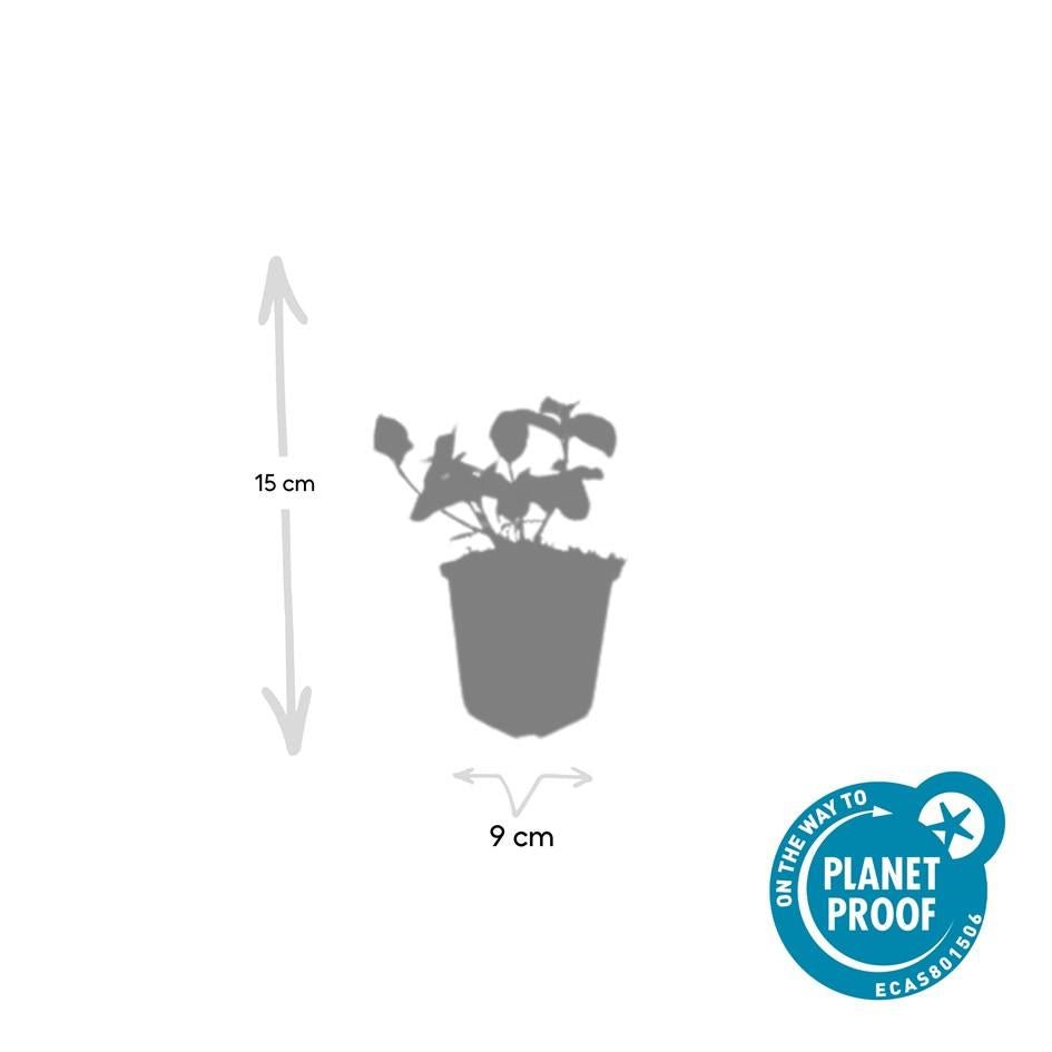Euonymus fort. 'Dart's Blanket' potmaat 9 cm hoogte 10 tot 25 cm - 47705 - PlantenShop24