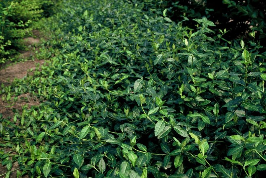 Euonymus fort. 'Dart's Blanket' potmaat 9 cm hoogte 10 tot 25 cm - 47705 - PlantenShop24