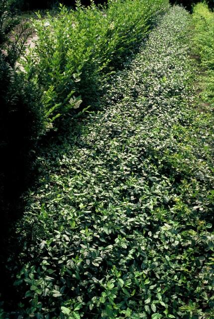 Euonymus fort. 'Dart's Blanket' potmaat 9 cm hoogte 10 tot 25 cm - 47705 - PlantenShop24