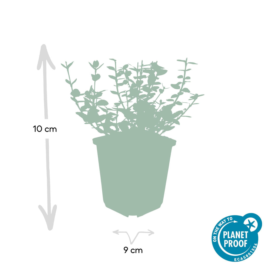 Euonymus fort. 'Emerald Gaiety' potmaat 9 cm hoogte 10 tot 25 cm - 46908 - PlantenShop24