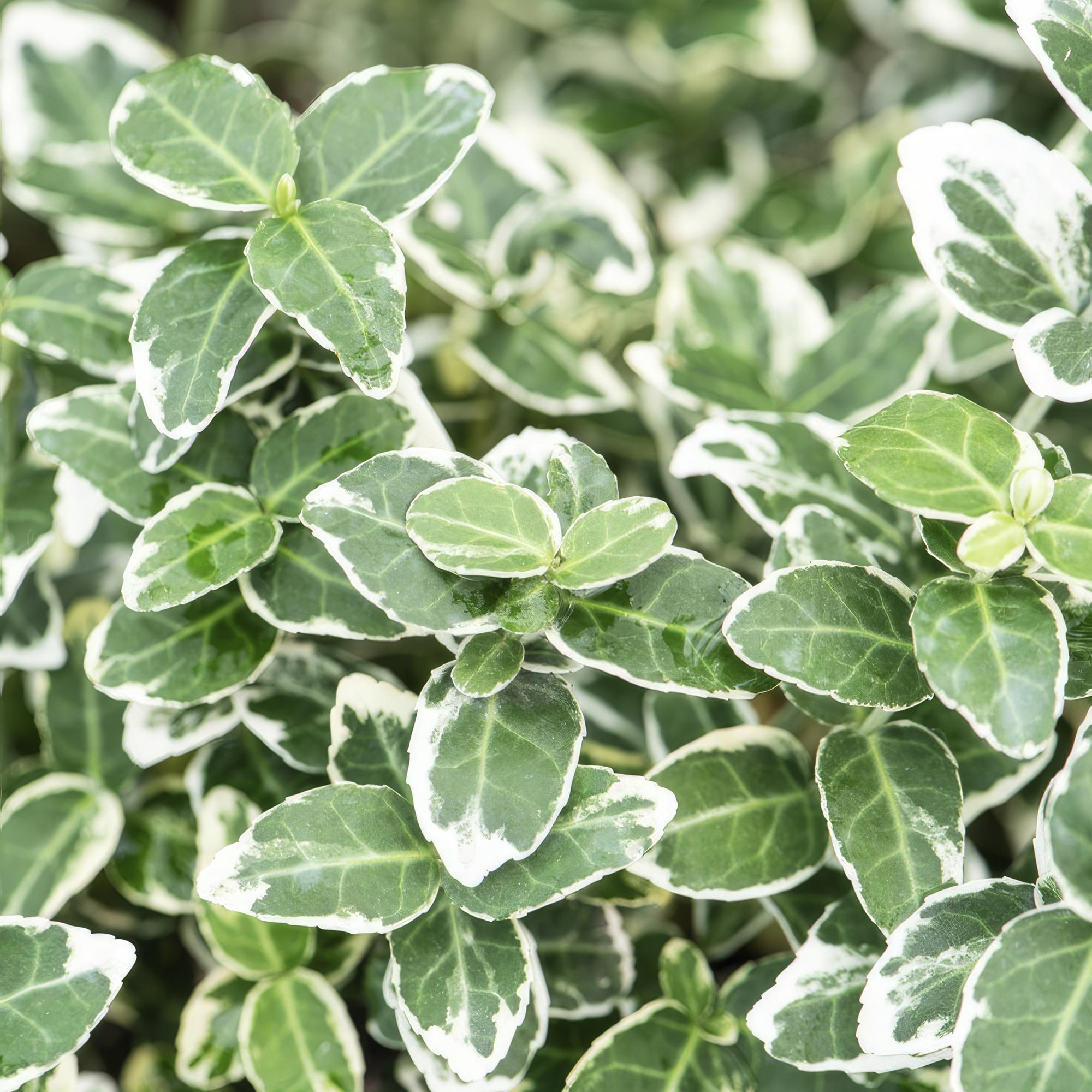 Euonymus fort. 'Emerald Gaiety' potmaat 9 cm hoogte 10 tot 25 cm - 46908 - PlantenShop24