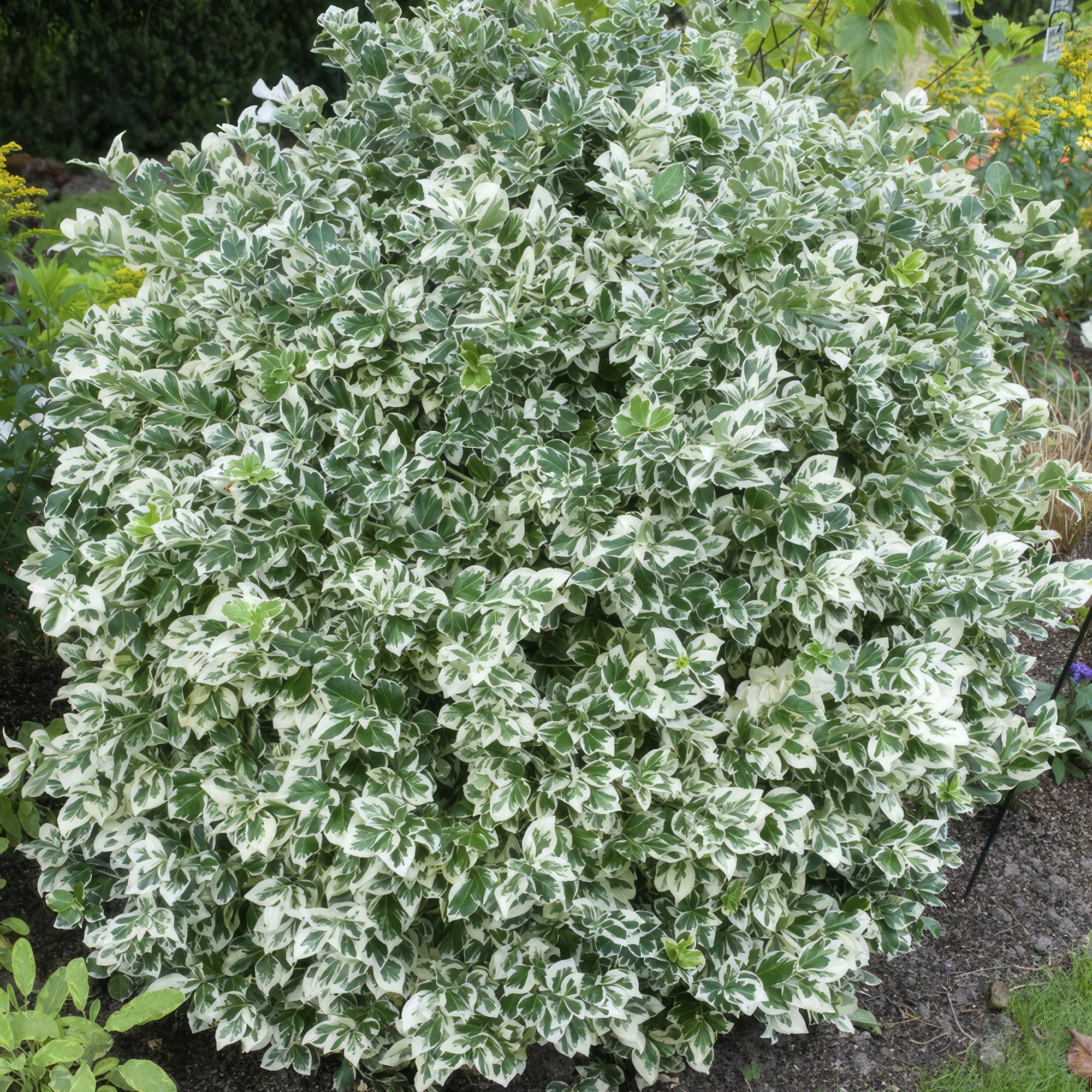 Euonymus fort. 'Emerald Gaiety' potmaat 9 cm hoogte 10 tot 25 cm - 46908 - PlantenShop24