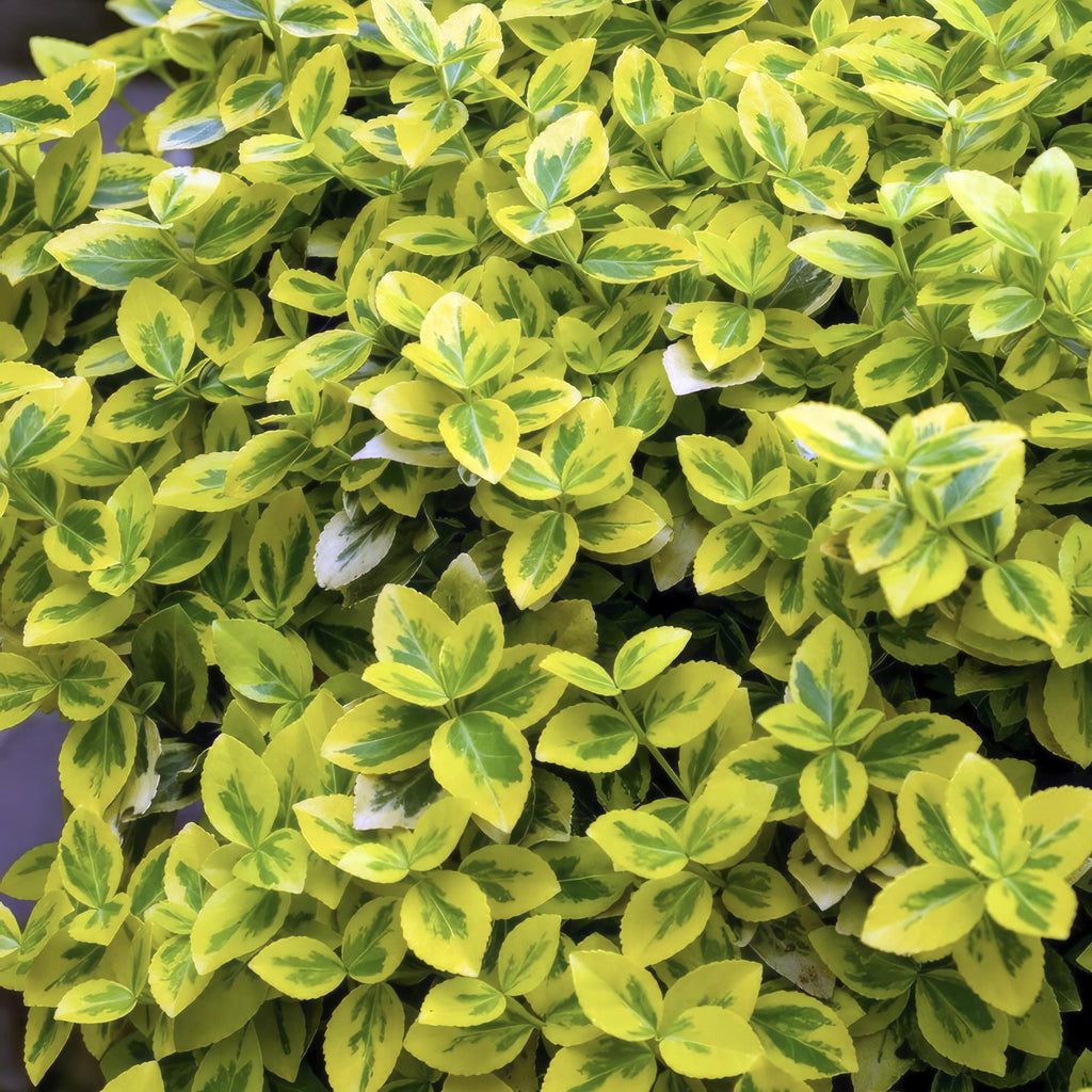 Euonymus fort. 'Emerald 'n Gold’ potmaat 9 cm hoogte 10 tot 25 cm - 46913 - PlantenShop24