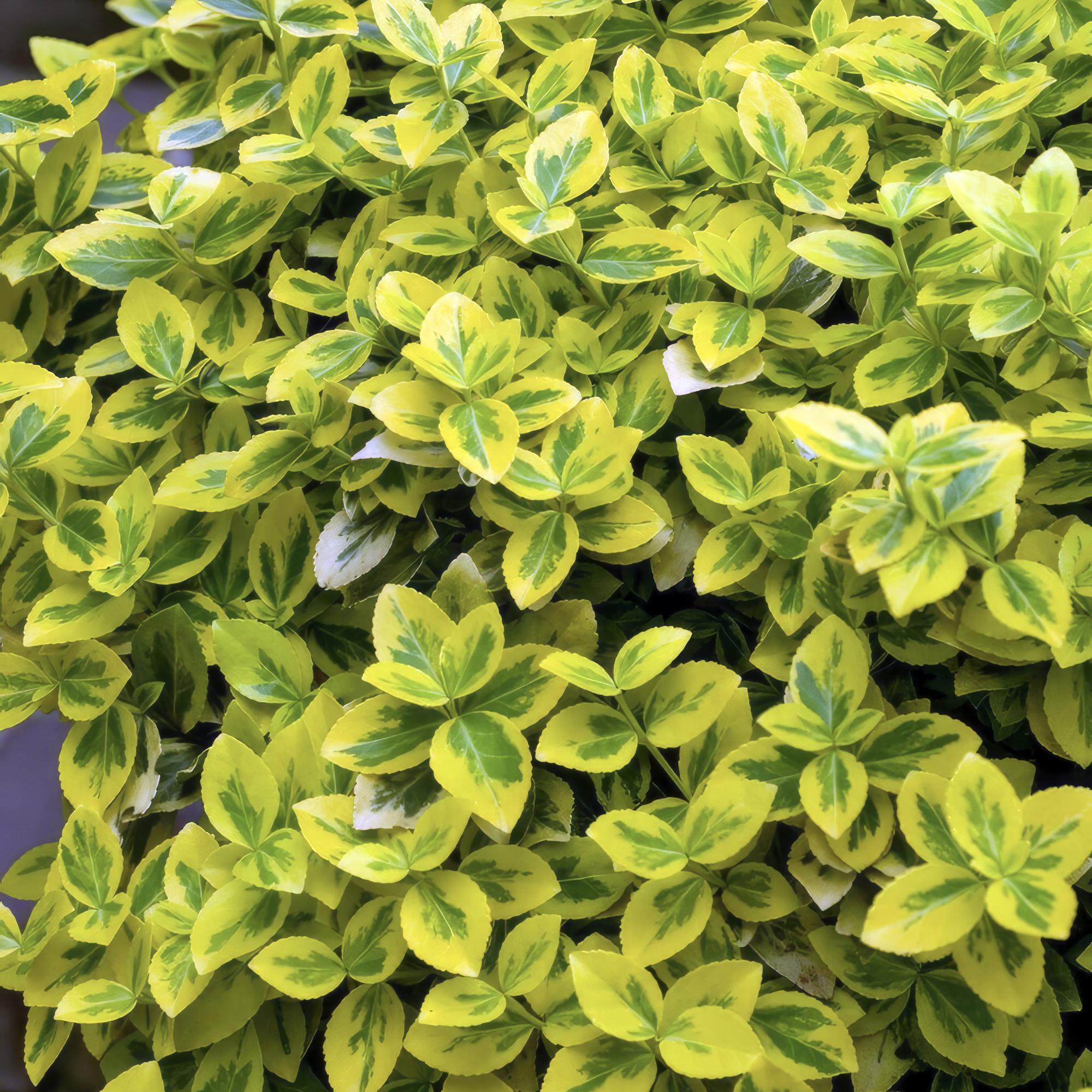 Euonymus fort. 'Emerald 'n Gold’ potmaat 9 cm hoogte 10 tot 25 cm - 46913 - PlantenShop24