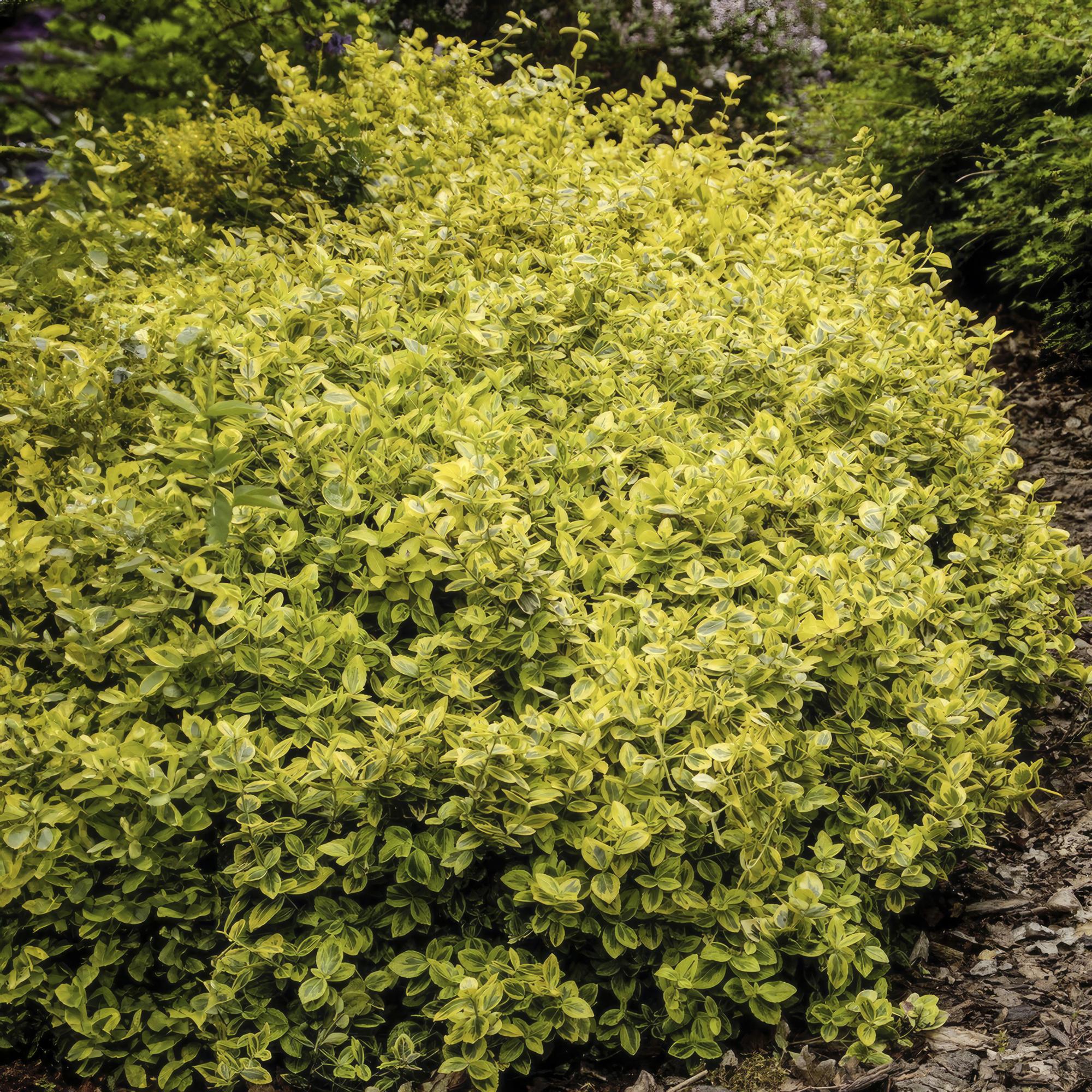Euonymus fort. 'Emerald 'n Gold’ potmaat 9 cm hoogte 10 tot 25 cm - 46913 - PlantenShop24