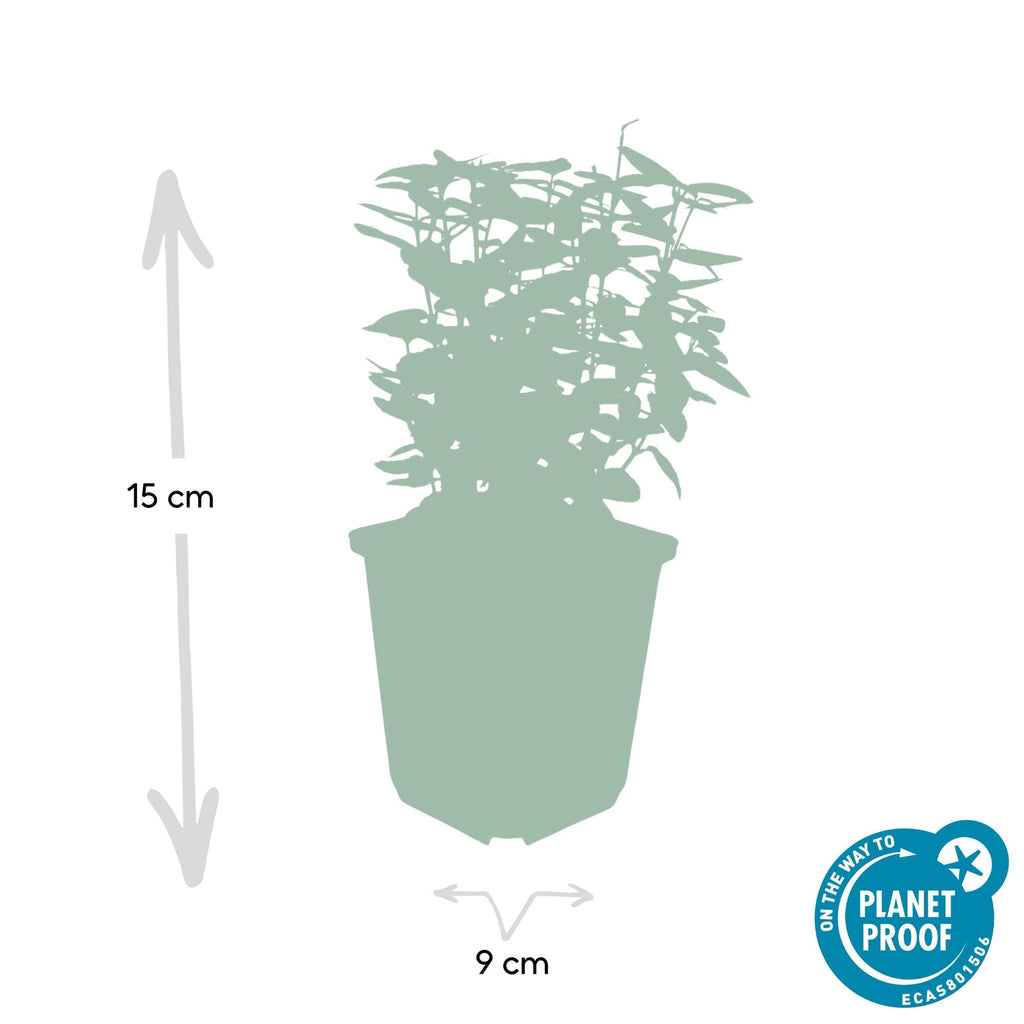 Euonymus fort. 'Emerald 'n Gold’ potmaat 9 cm hoogte 10 tot 25 cm - 46913 - PlantenShop24