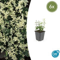 Euonymus fort. 'Harlequin' potmaat 9 cm hoogte 10 tot 25 cm - 47708 - PlantenShop24
