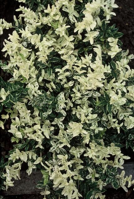 Euonymus fort. 'Harlequin' potmaat 9 cm hoogte 10 tot 25 cm - 47712 - PlantenShop24