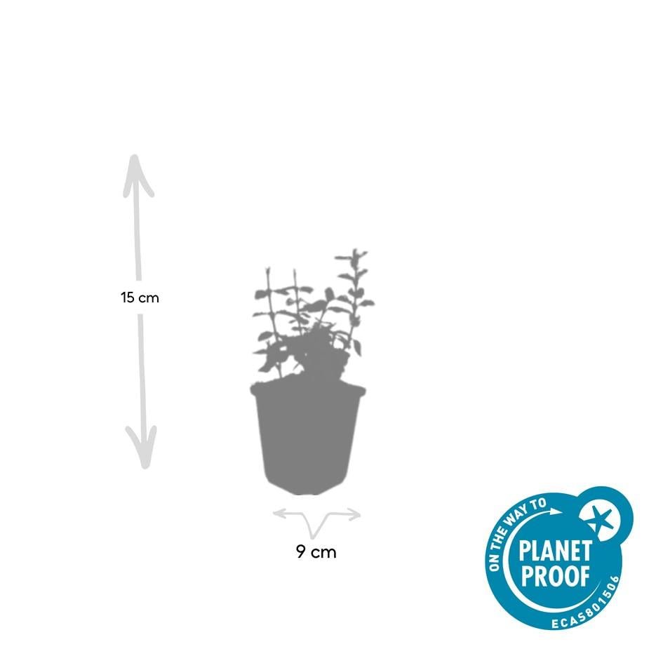 Euonymus fort. 'Harlequin' potmaat 9 cm hoogte 10 tot 25 cm - 47712 - PlantenShop24