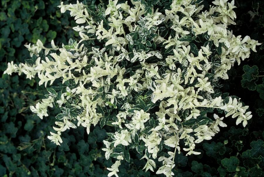 Euonymus fort. 'Harlequin' potmaat 9 cm hoogte 10 tot 25 cm - 47712 - PlantenShop24