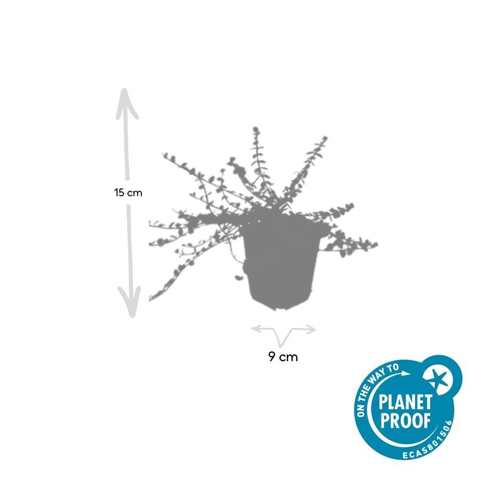 Euonymus fort. 'Minimus' potmaat 9 cm hoogte 10 tot 25 cm - 47719 - PlantenShop24