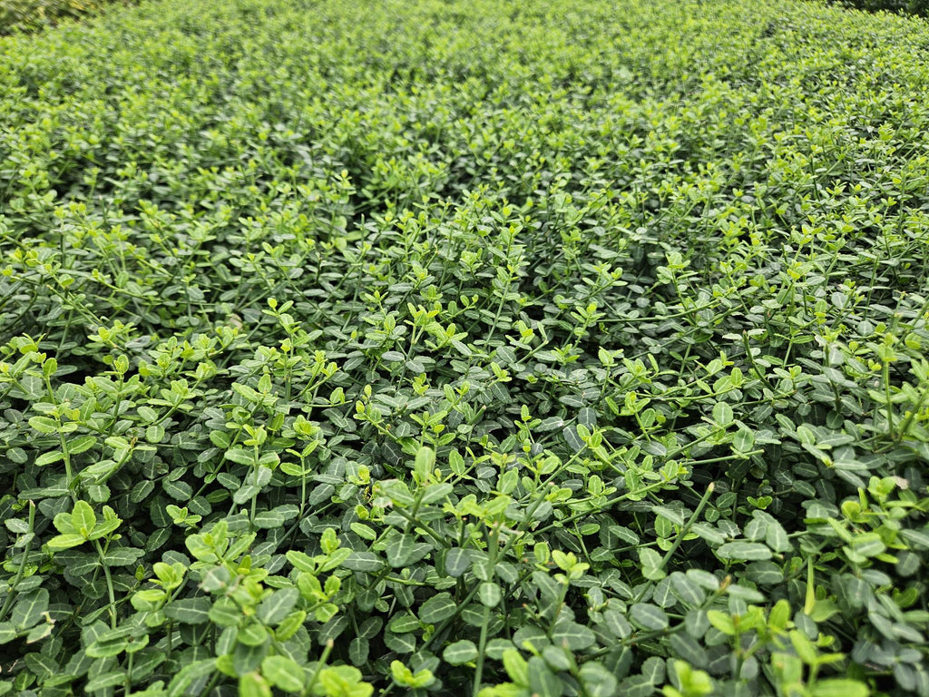 Euonymus fort. 'Minimus' potmaat 9 cm hoogte 10 tot 25 cm - 47719 - PlantenShop24