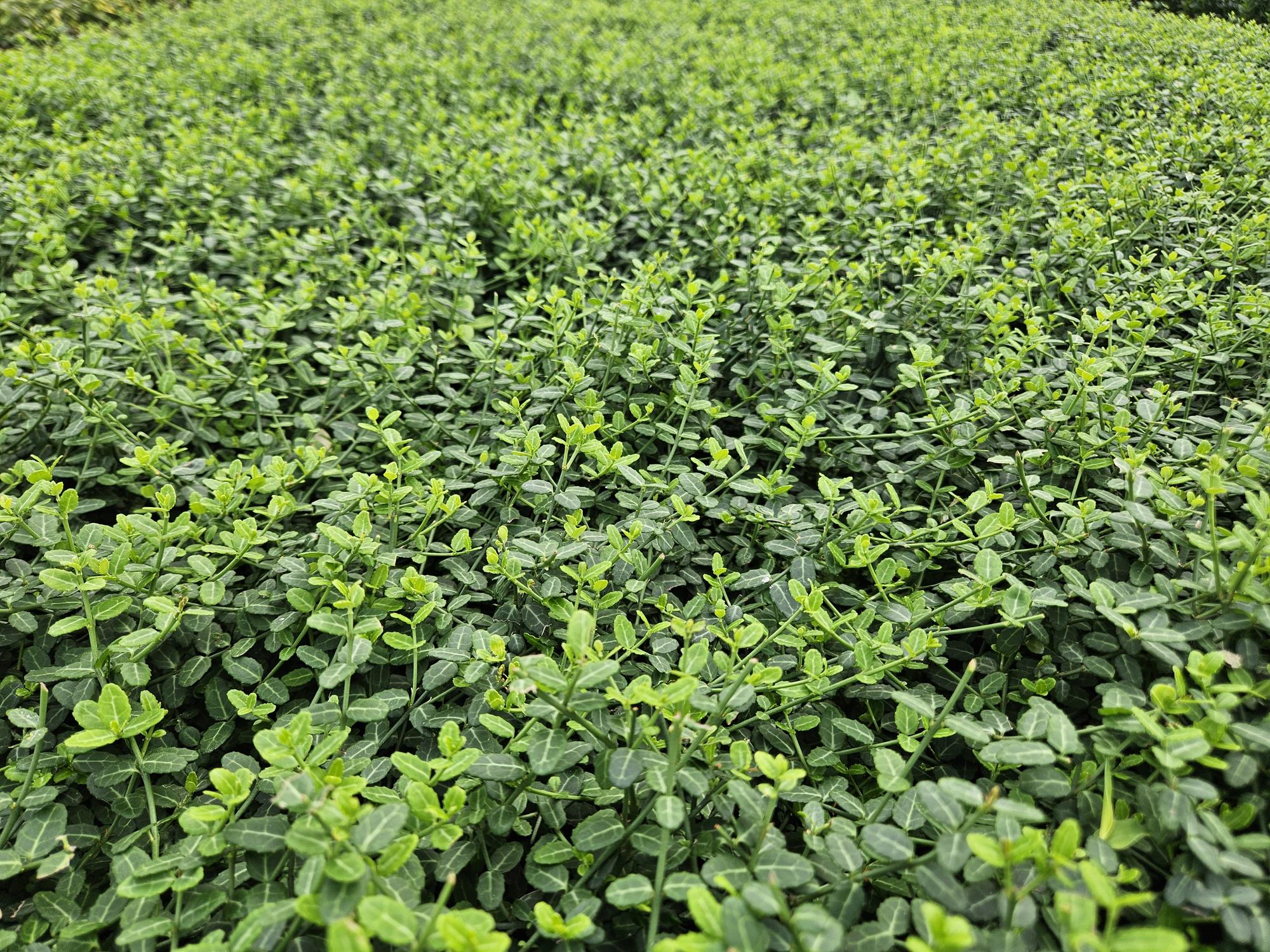 Euonymus fort. 'Minimus' potmaat 9 cm hoogte 10 tot 25 cm - 47719 - PlantenShop24