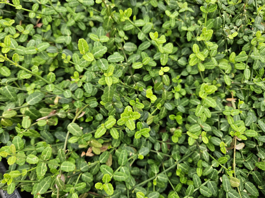 Euonymus fort. 'Minimus' potmaat 9 cm hoogte 10 tot 25 cm - 47719 - PlantenShop24