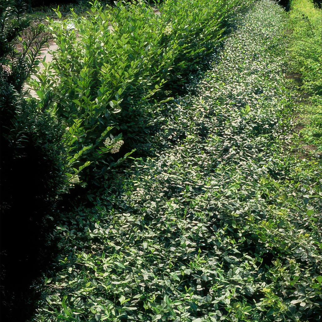 Euonymus fortunei radicans potmaat 9 cm hoogte 10 tot 25 cm - 47726 - PlantenShop24