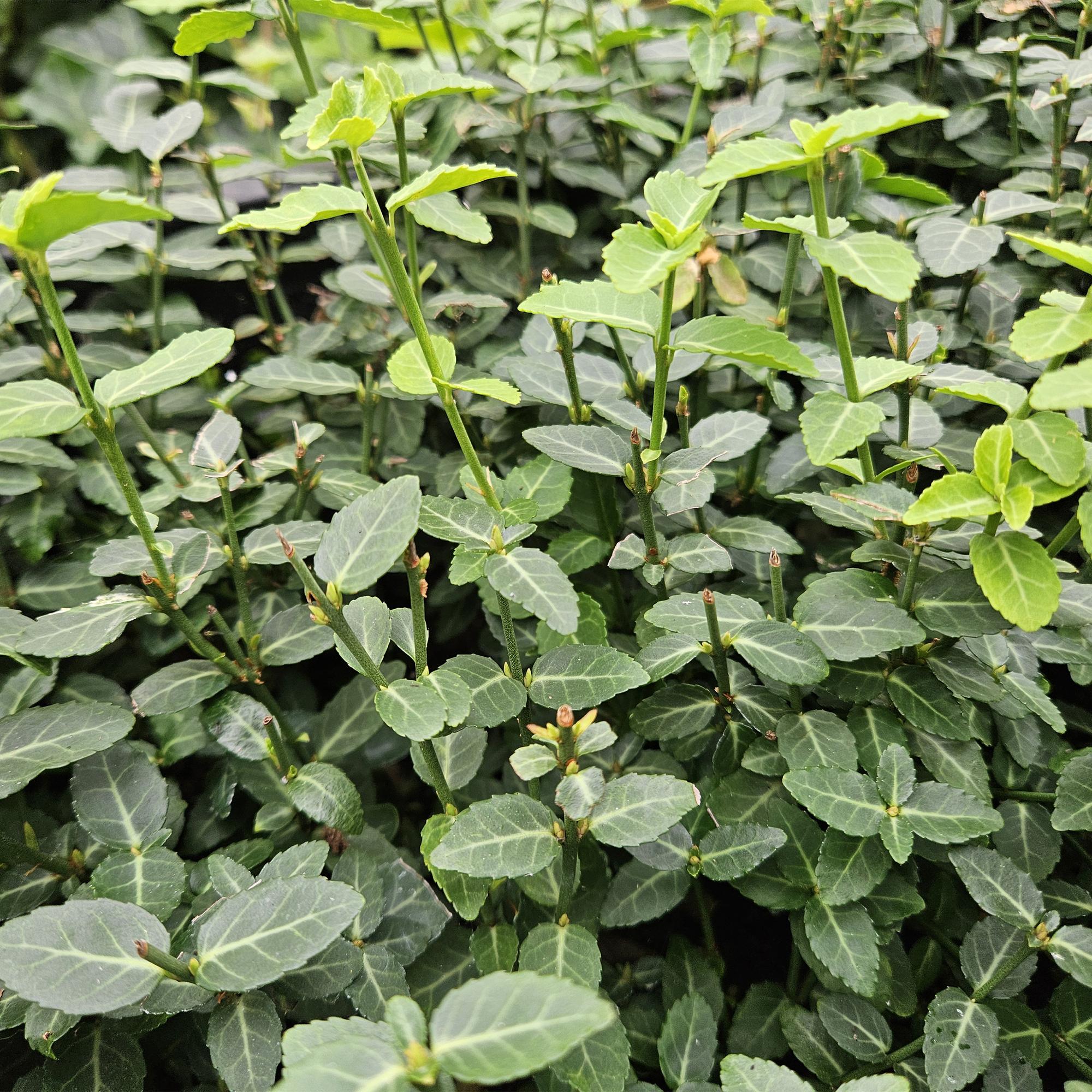 Euonymus fortunei radicans potmaat 9 cm hoogte 10 tot 25 cm - 47726 - PlantenShop24