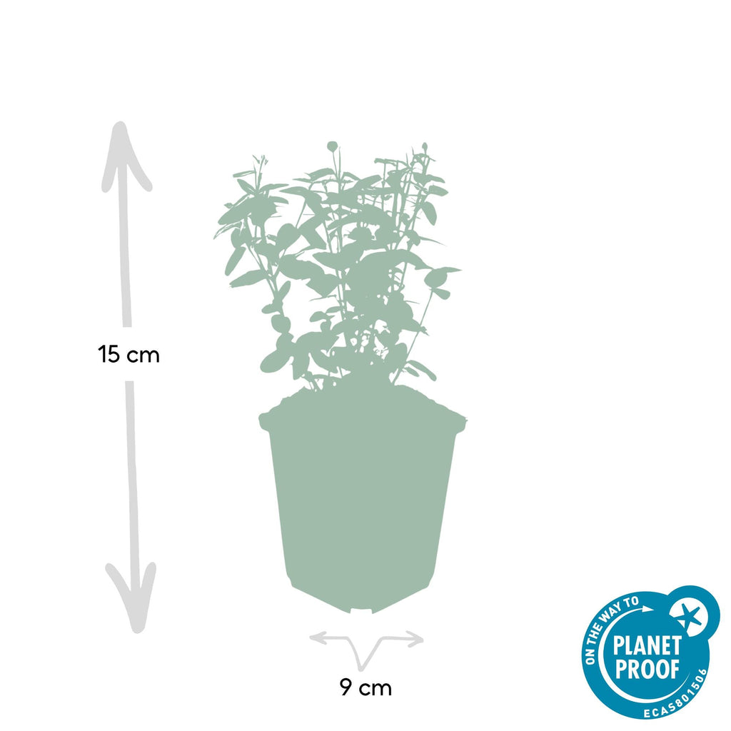 Euonymus fortunei radicans potmaat 9 cm hoogte 10 tot 25 cm - 47726 - PlantenShop24