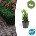 Euonymus jap. Green Spire potmaat 9 cm hoogte 10 tot 25 cm - 46914 - PlantenShop24