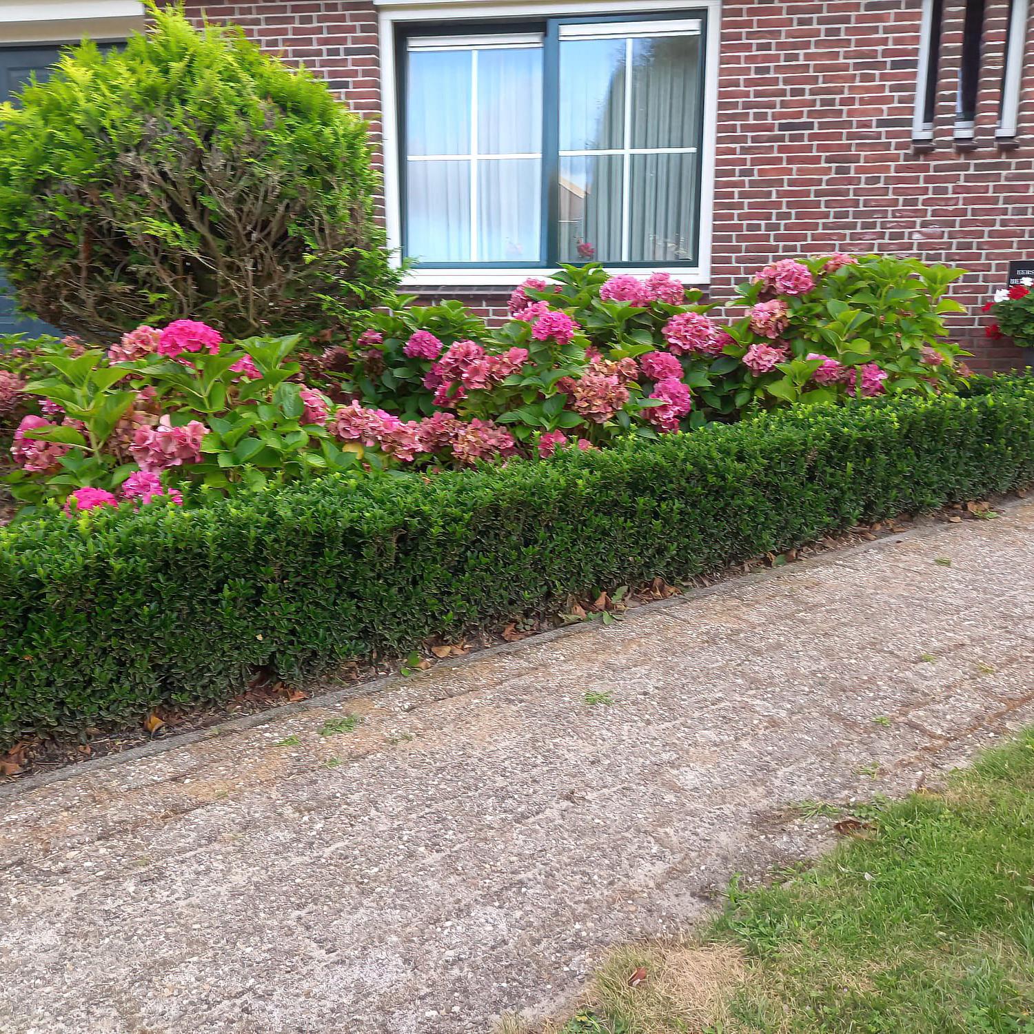 Euonymus jap. Green Spire potmaat 9 cm hoogte 10 tot 25 cm - 46918 - PlantenShop24