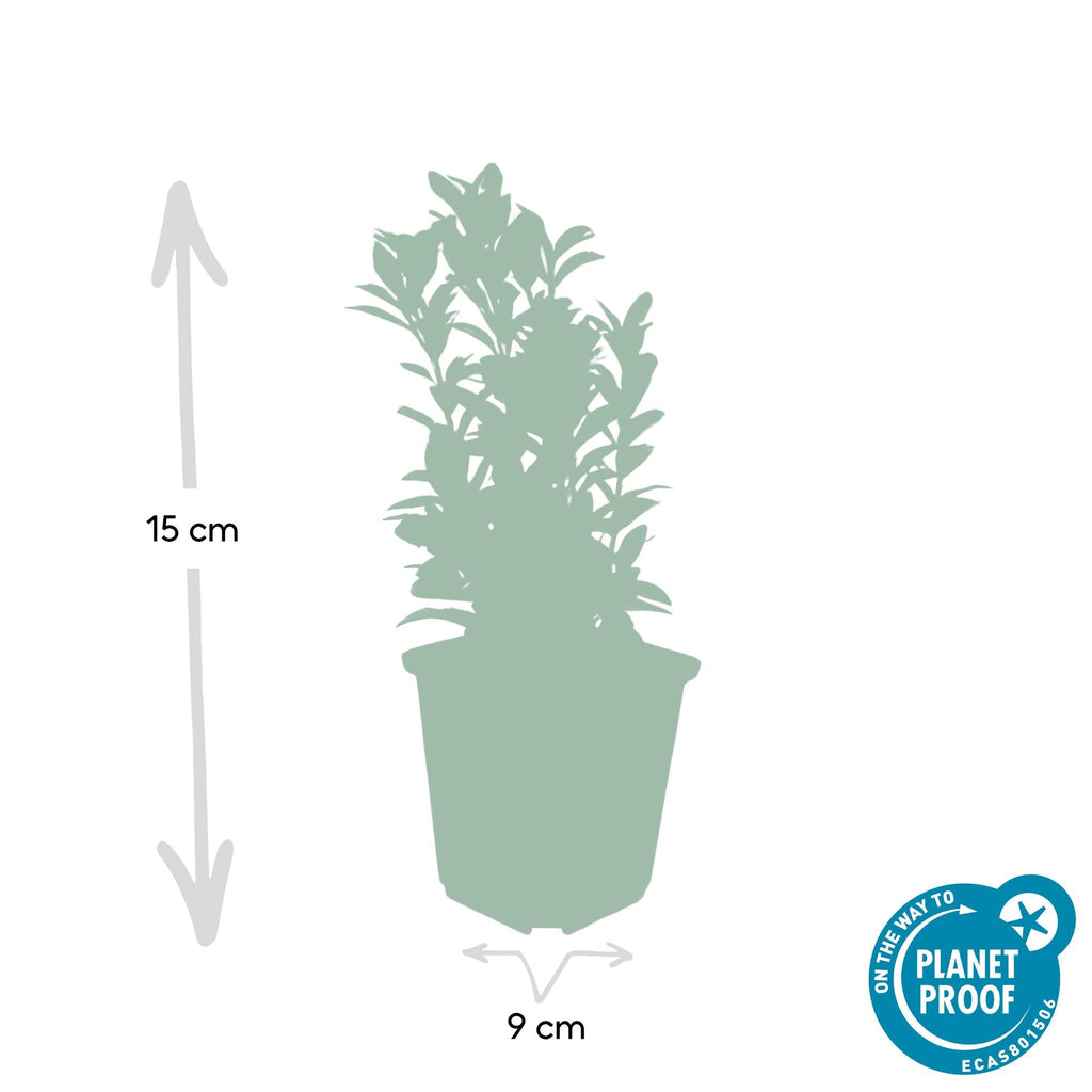 Euonymus jap. Green Spire potmaat 9 cm hoogte 10 tot 25 cm - 46918 - PlantenShop24