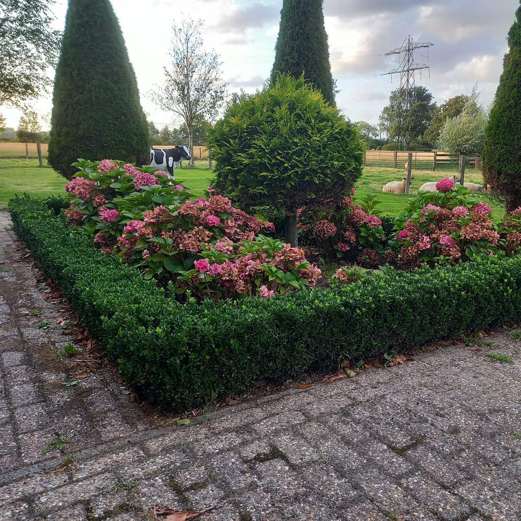Euonymus jap. Green Spire potmaat 9 cm hoogte 10 tot 25 cm - 46918 - PlantenShop24