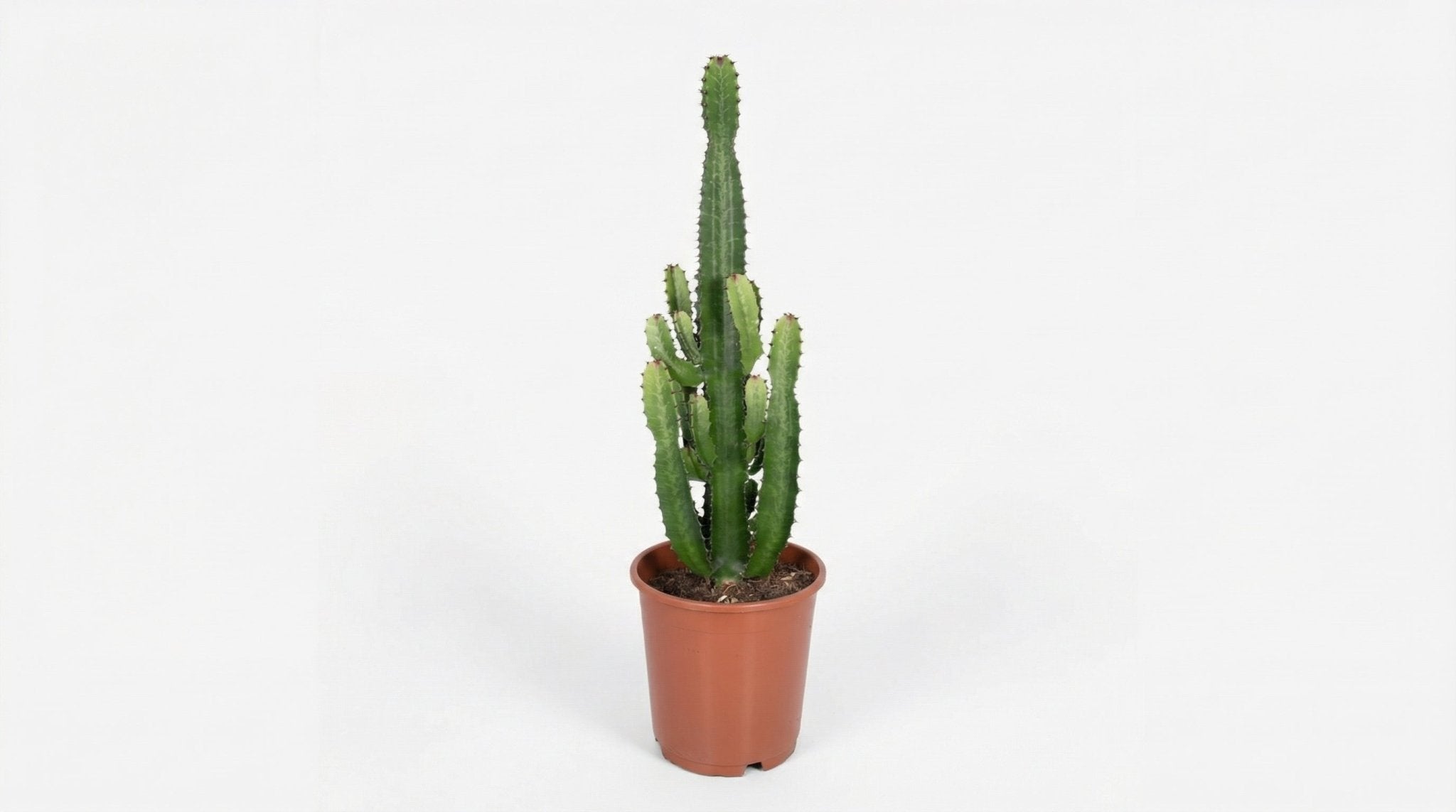 Euphorbia Acrurensis P 24 H 80 cm - 2988 - PlantenShop24