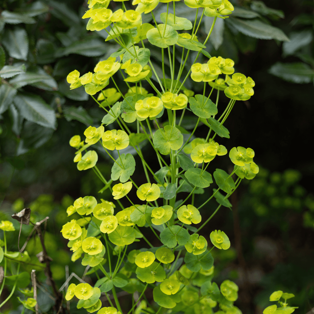 Euphorbia amygdal. robbiae potmaat 9 cm hoogte 10 tot 25 cm - 56122 - PlantenShop24