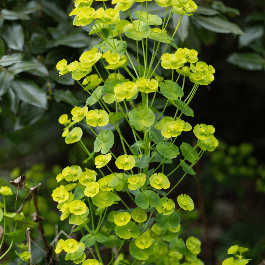 Euphorbia amygdal. robbiae potmaat 9 cm hoogte 10 tot 25 cm - 56122 - PlantenShop24
