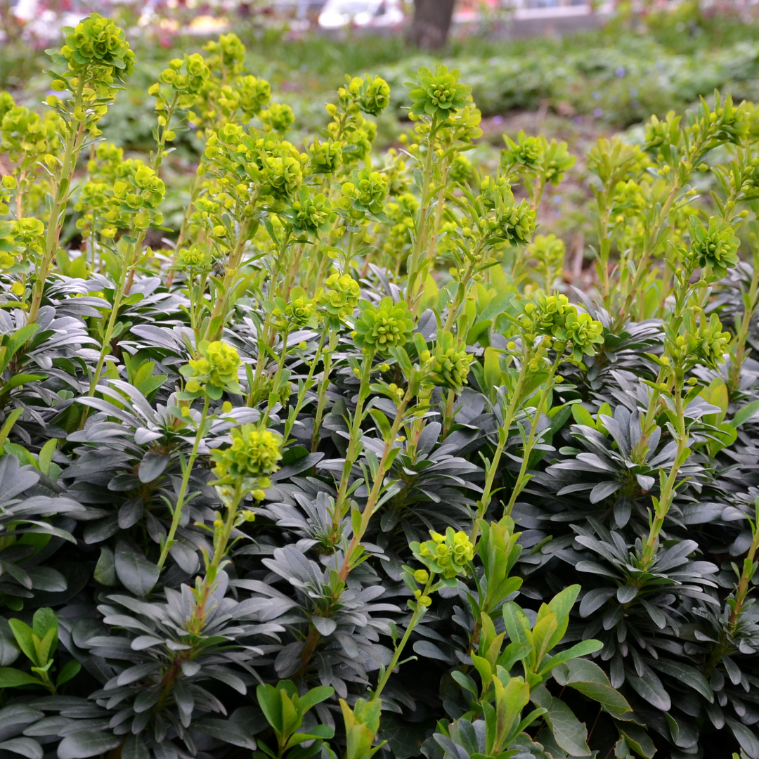 Euphorbia amygdal. robbiae potmaat 9 cm hoogte 10 tot 25 cm - 56122 - PlantenShop24