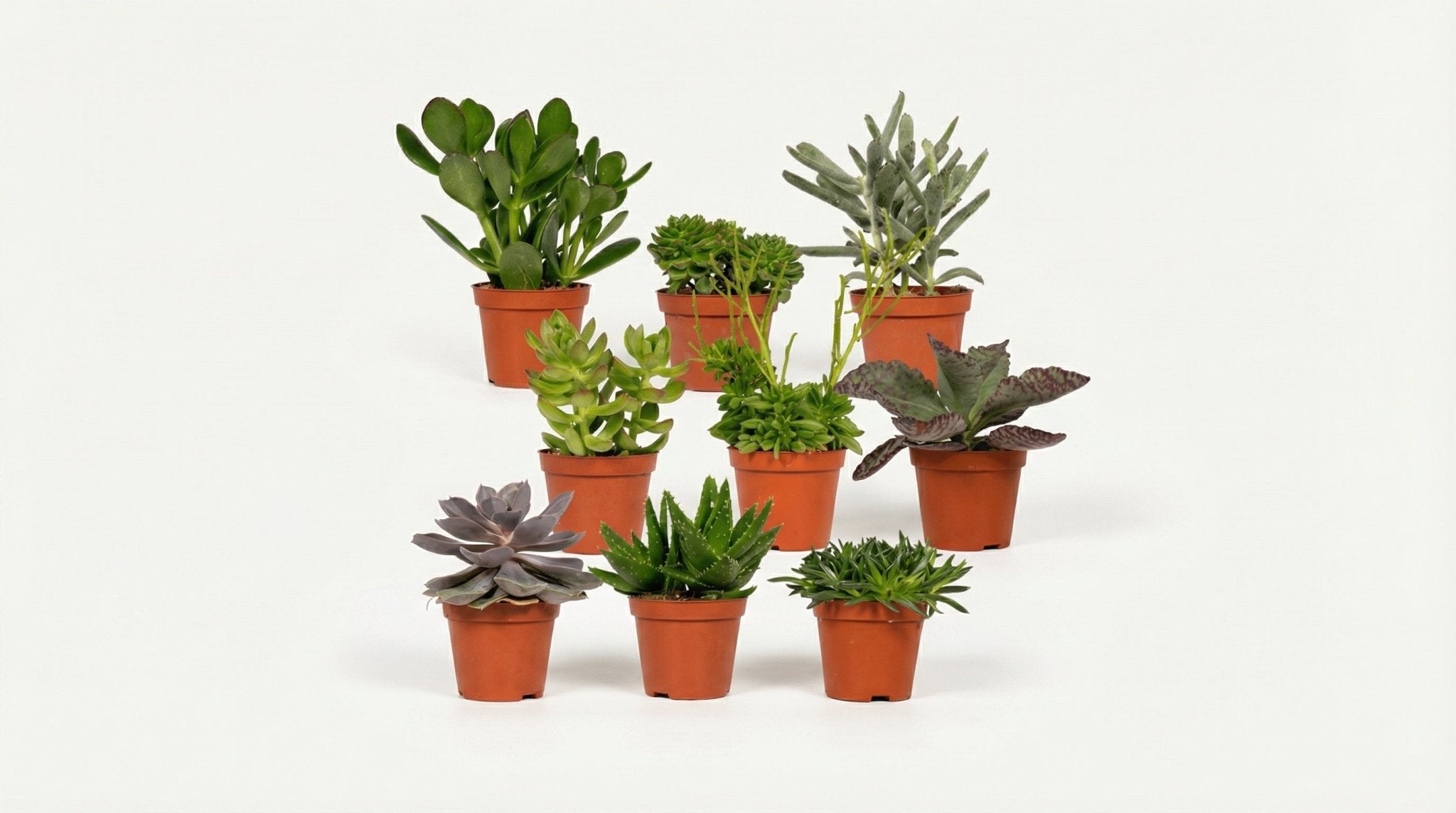Everspring Succulenten Mix P 10 cm - 2737 - PlantenShop24