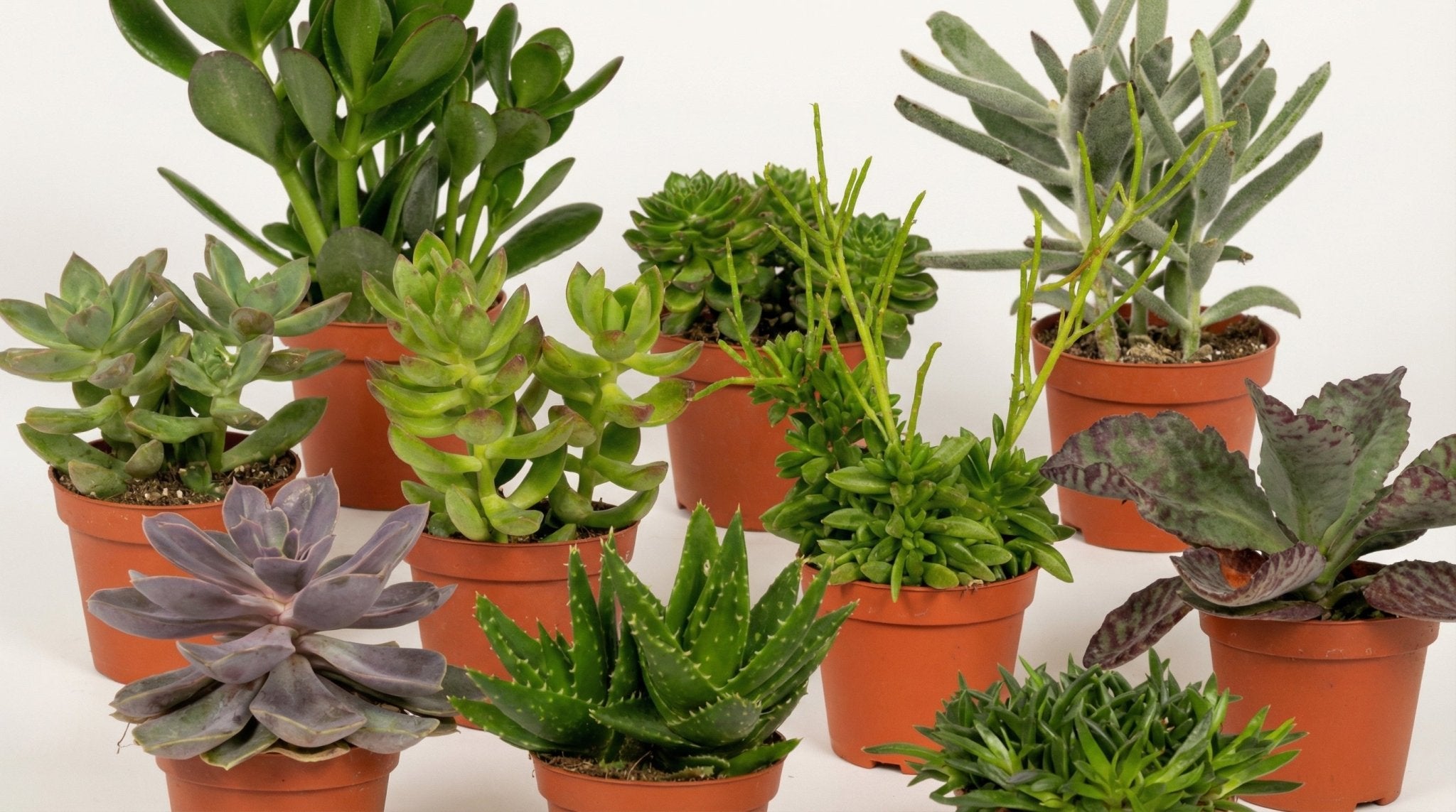 Everspring Succulenten Mix P 10 cm - 2737 - PlantenShop24