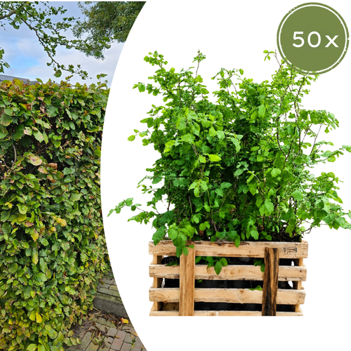 Fagus sylvatica (minipalletdeal 50 stuks) potmaat 19 cm hoogte 60 tot 80 cm - 59319 - PlantenShop24