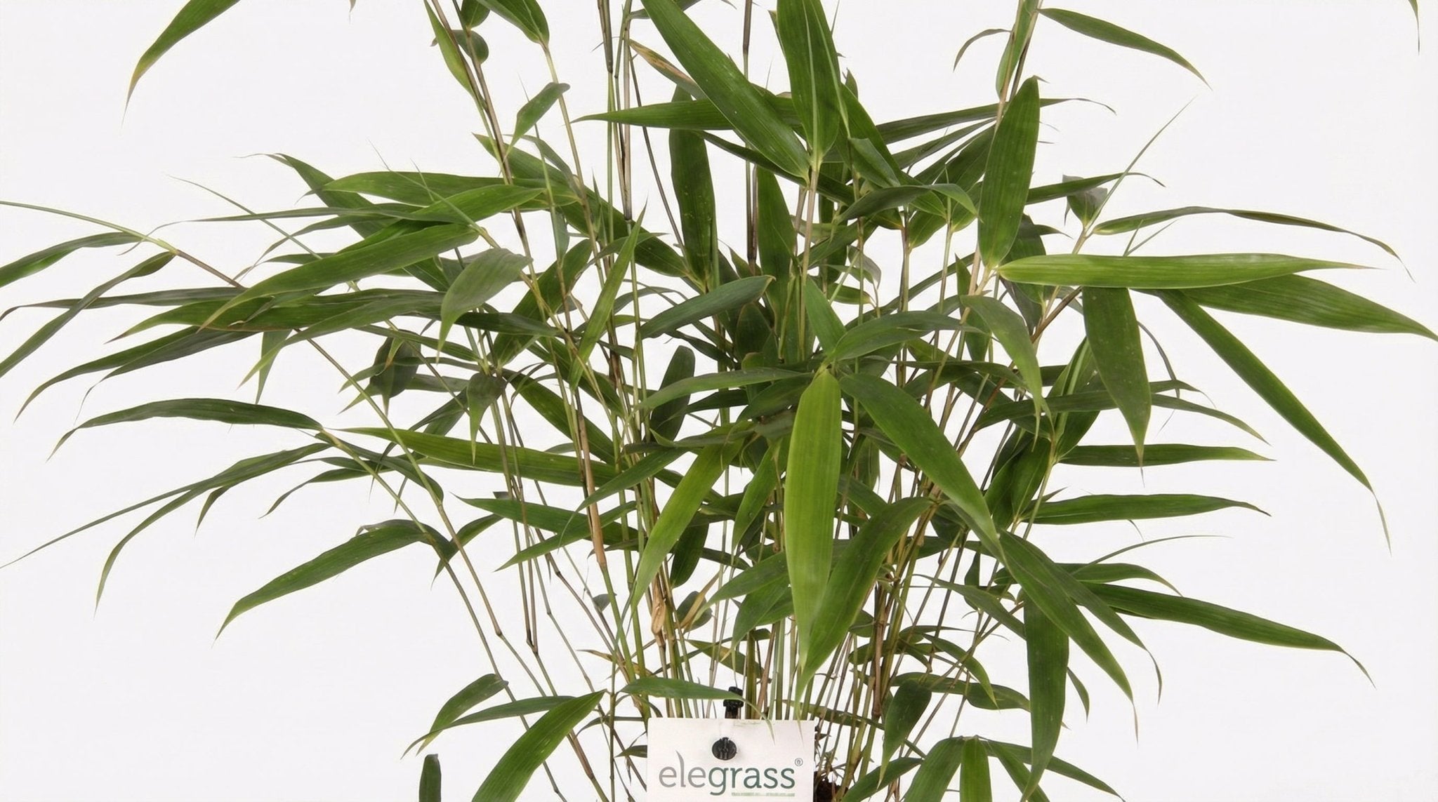 Fargesia Robusta 'Pingwu' P 14 H 40 cm - 6970 - PlantenShop24