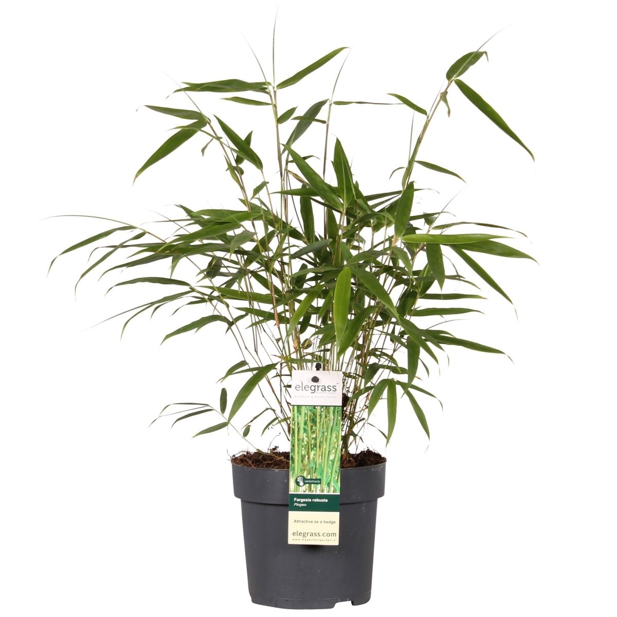 Fargesia Robusta 'Pingwu' P 14 H 40 cm - 6970 - PlantenShop24