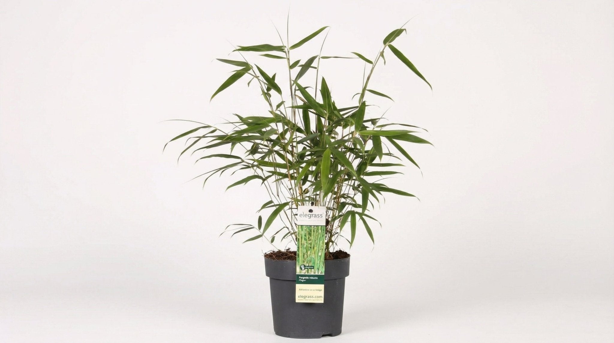 Fargesia Robusta 'Pingwu' P 14 H 40 cm - 6970 - PlantenShop24