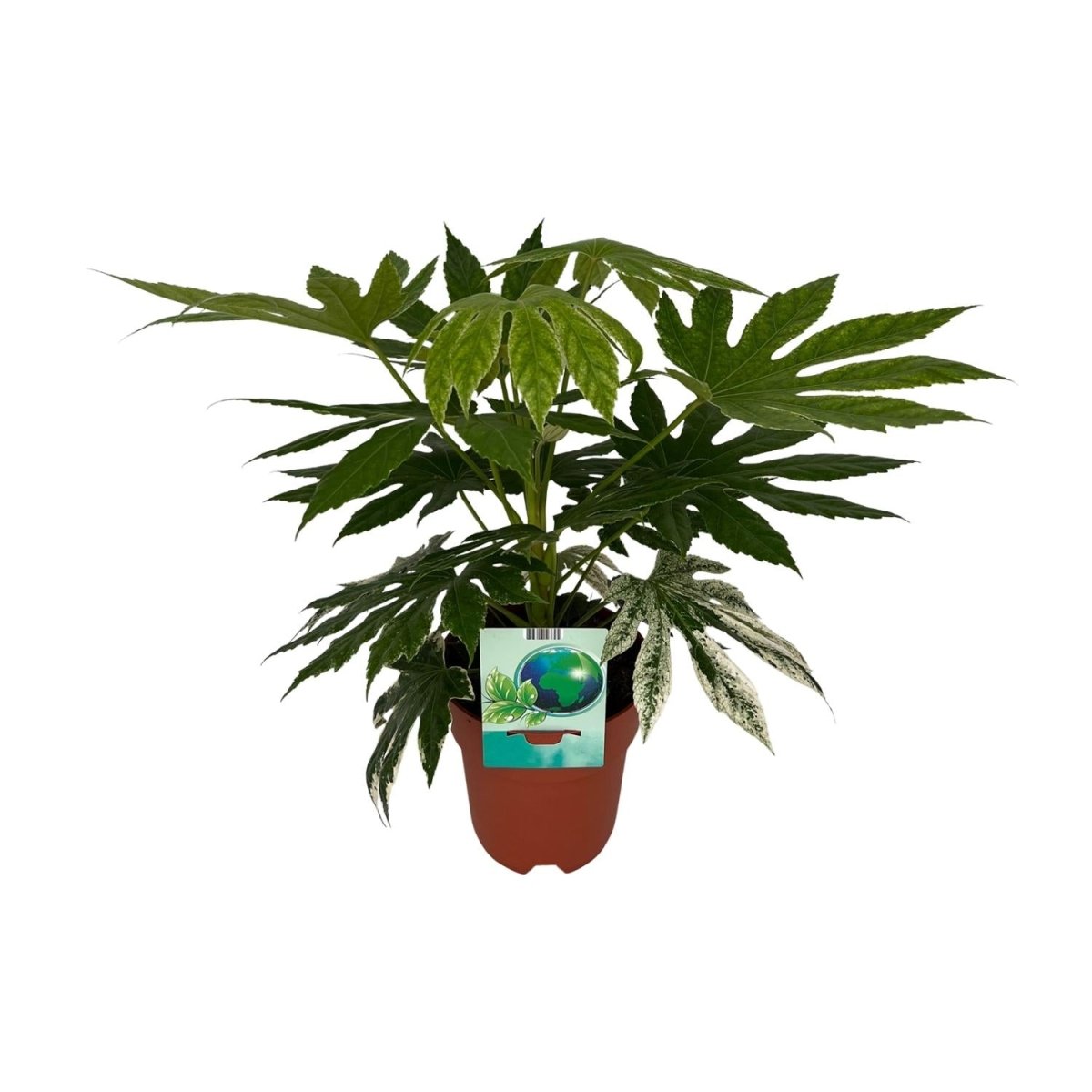Fatsia Japonica 'Spiderweb' P 19 H 60 cm - 8673 - PlantenShop24