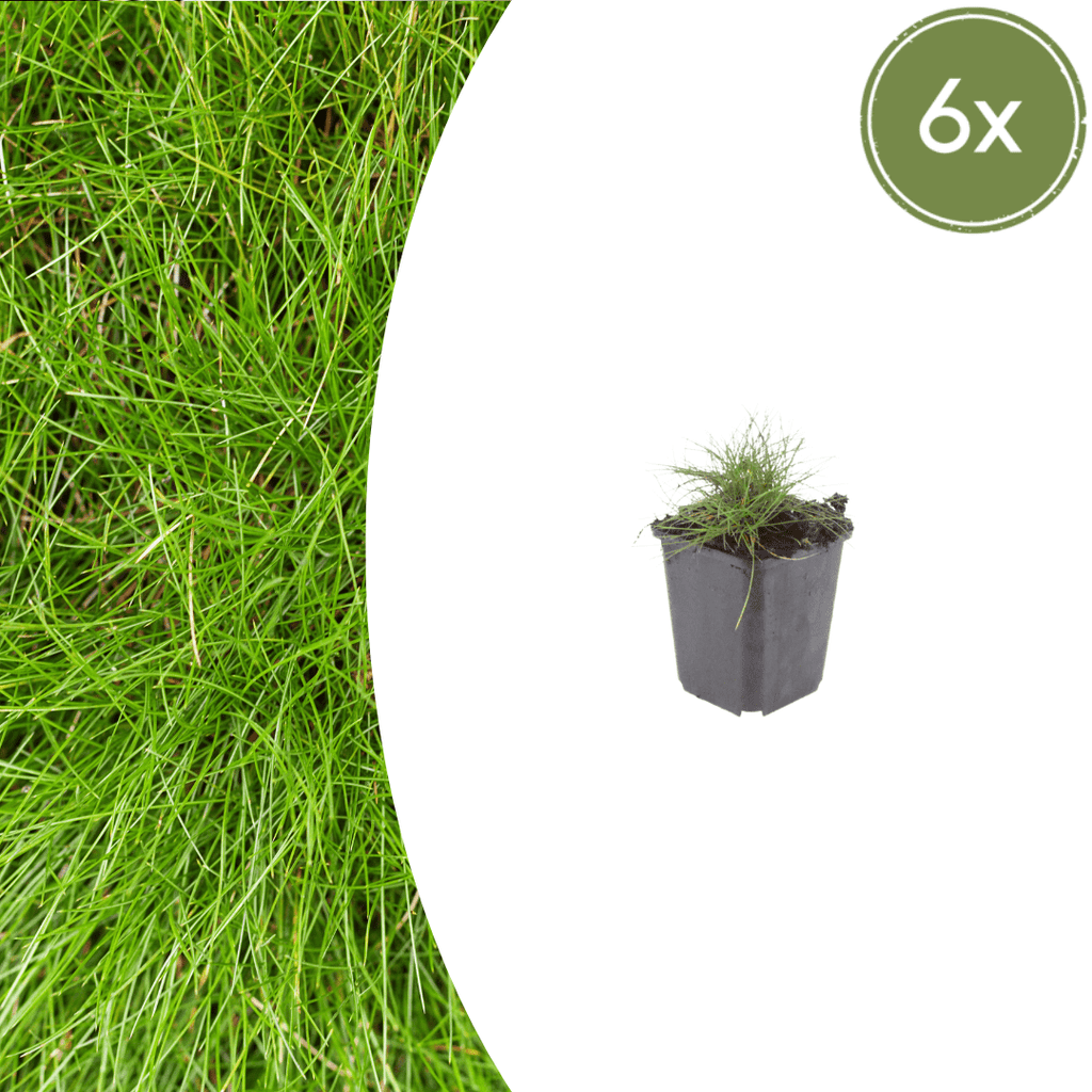 Festuca gautieri potmaat 9 cm hoogte 10 tot 25 cm - 56123 - PlantenShop24