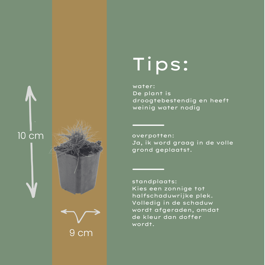 Festuca gautieri potmaat 9 cm hoogte 10 tot 25 cm - 56127 - PlantenShop24