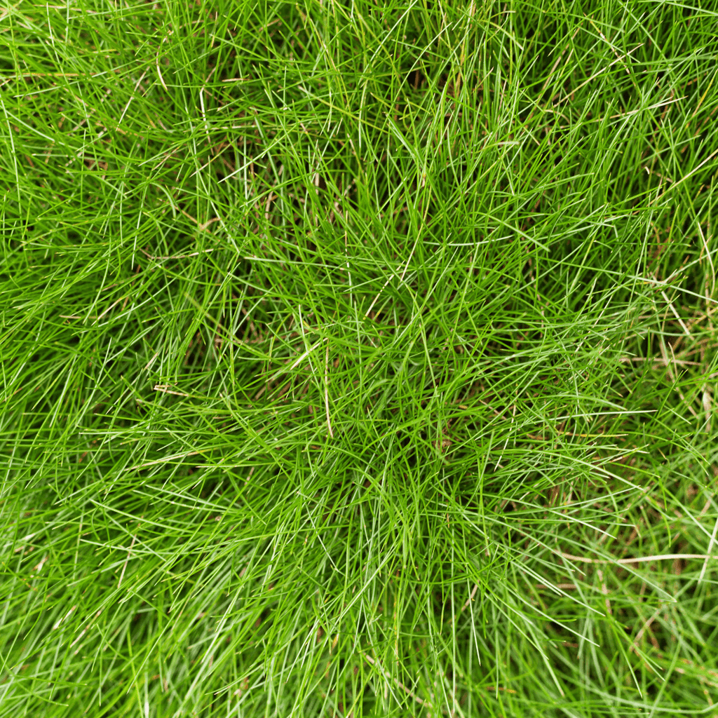 Festuca gautieri potmaat 9 cm hoogte 10 tot 25 cm - 56127 - PlantenShop24