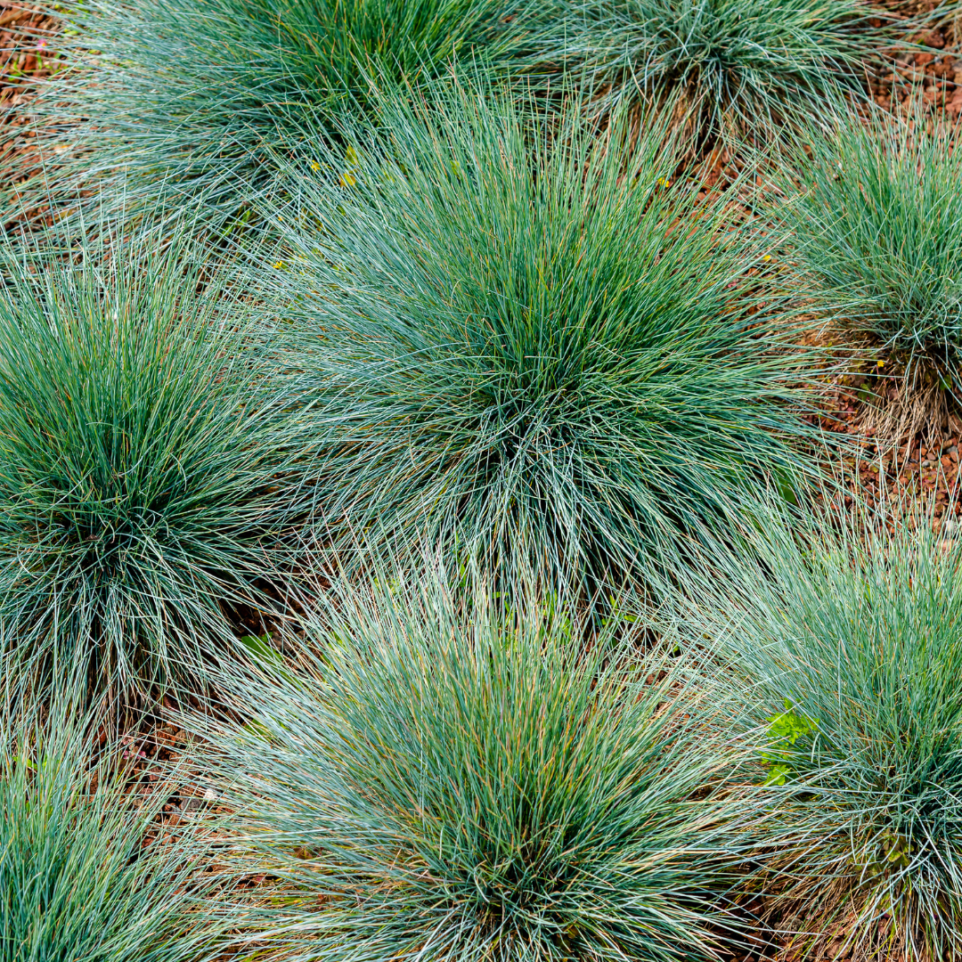 Festuca gautieri potmaat 9 cm hoogte 10 tot 25 cm - 56127 - PlantenShop24