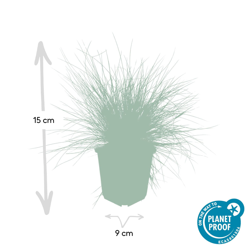 Festuca glauca 'Elijah Bleu' potmaat 9 cm hoogte 10 tot 25 cm - 47731 - PlantenShop24