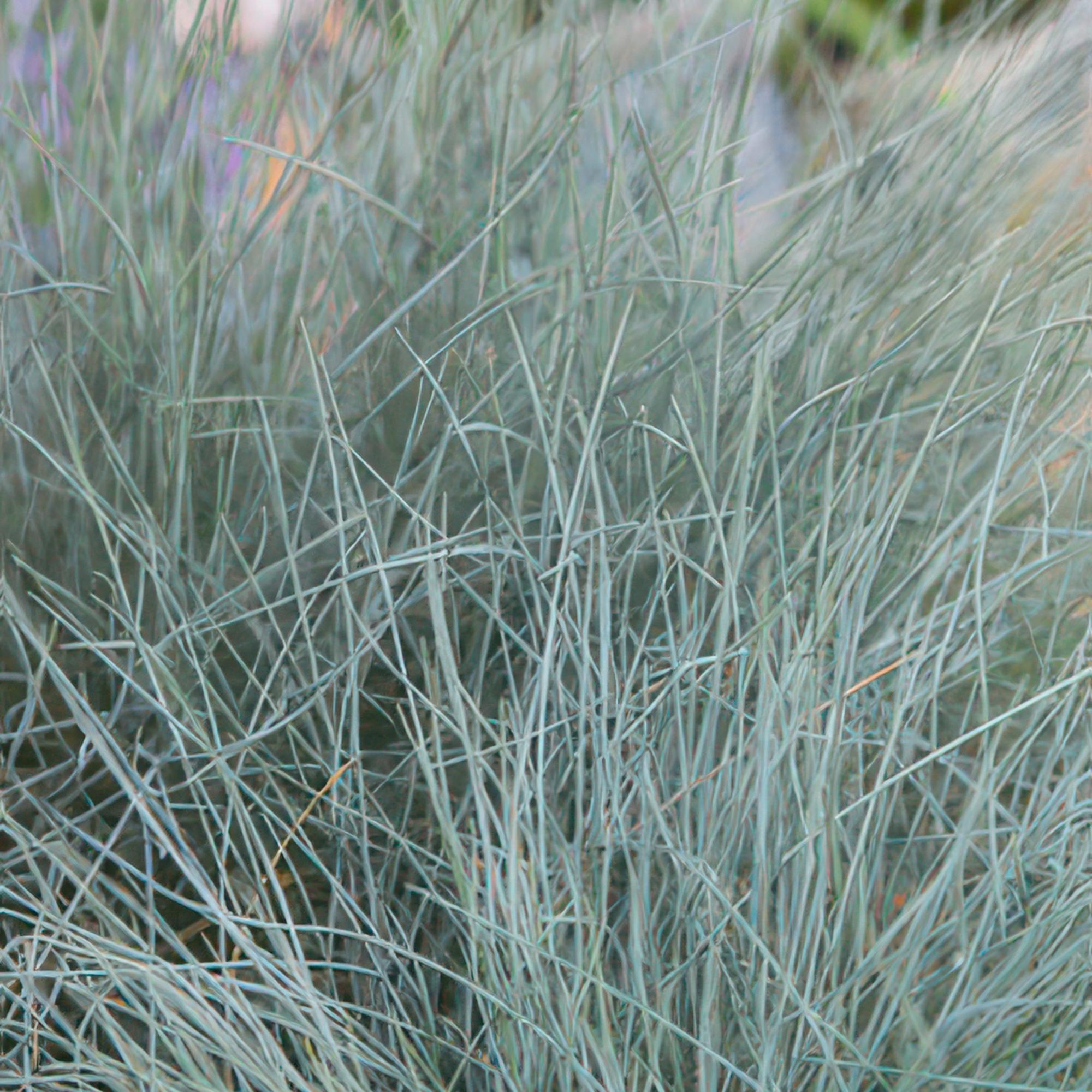 Festuca glauca 'Elijah Bleu' potmaat 9 cm hoogte 10 tot 25 cm - 47731 - PlantenShop24