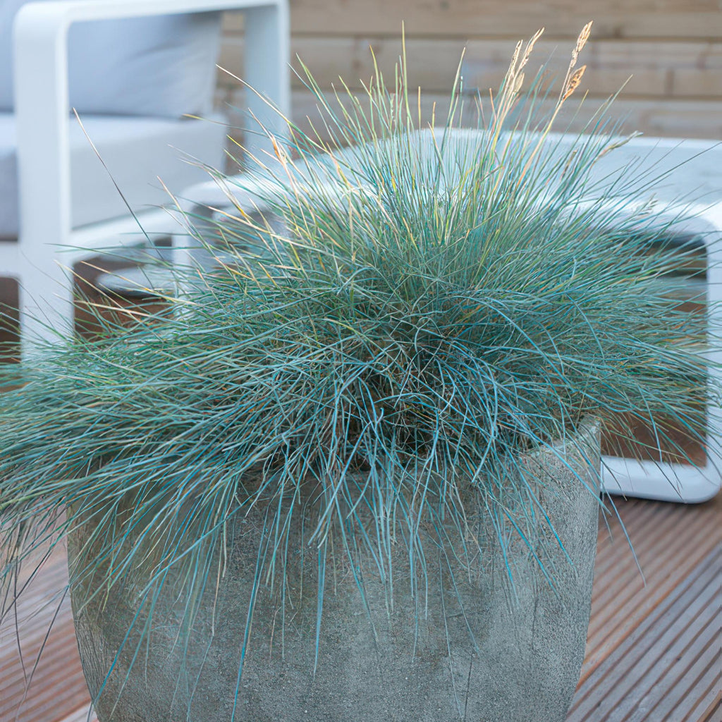 Festuca glauca 'Elijah Bleu' potmaat 9 cm hoogte 10 tot 25 cm - 47731 - PlantenShop24